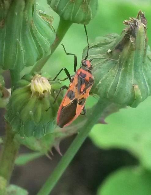 Corizus hyoscyami - piros karimáspoloska