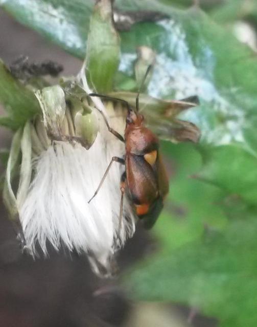 Deraeocoris ruber - vöröses mezeipoloska
