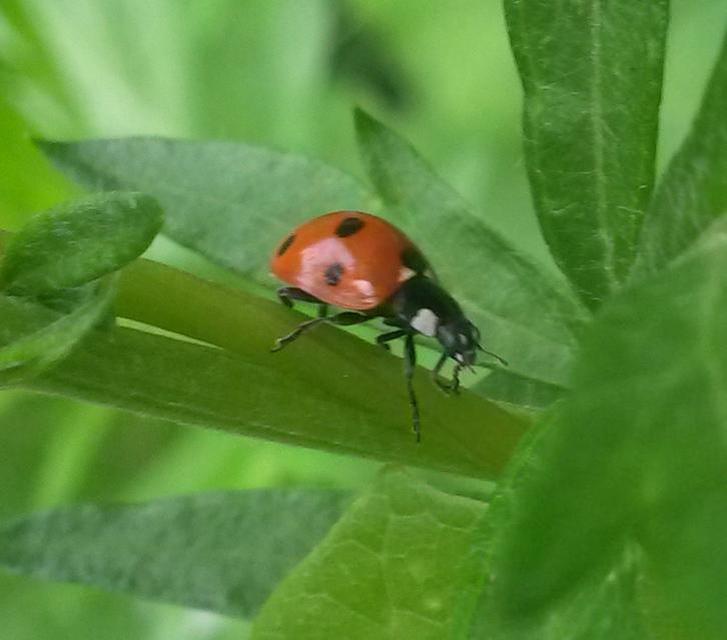 Coccinella septempunctata - hétpettyes katica