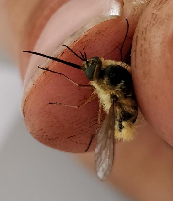 Bombylius fulvescens