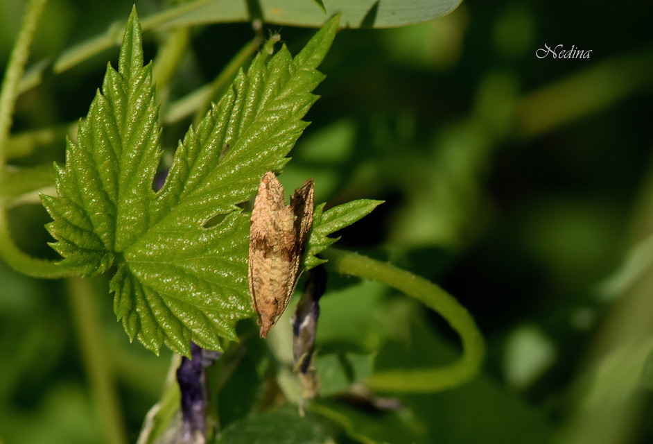 Celypha striana - pitypangfúró tükrösmoly