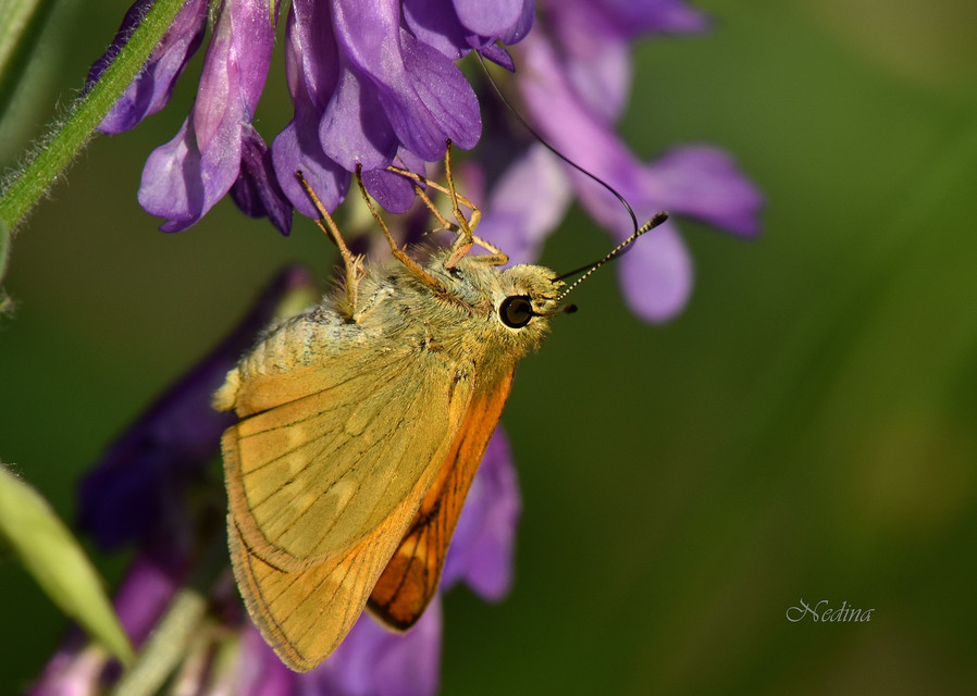 Ochlodes sylvanus - erdei busalepke
