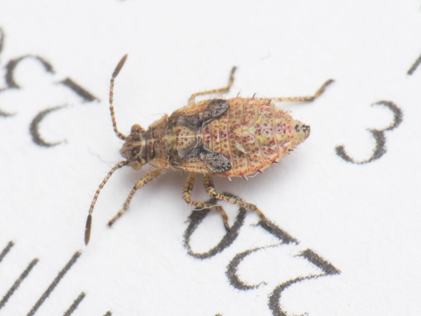 Corizus hyoscyami - piros karimáspoloska