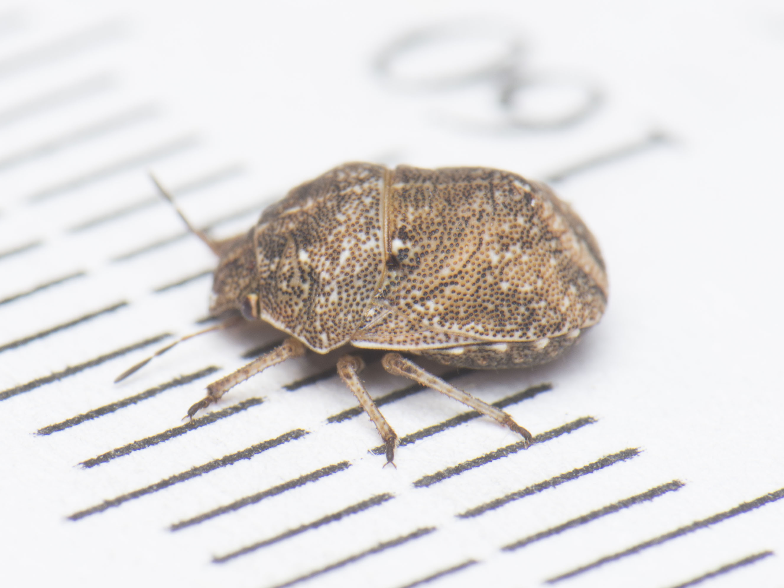 Psacasta neglecta - pettyes pajzsospoloska