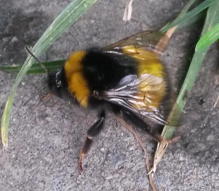 Bombus haematurus - mediterrán poszméh