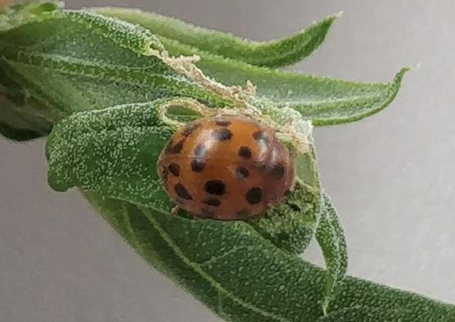 Subcoccinella vigintiquatuorpunctata - lucernaböde