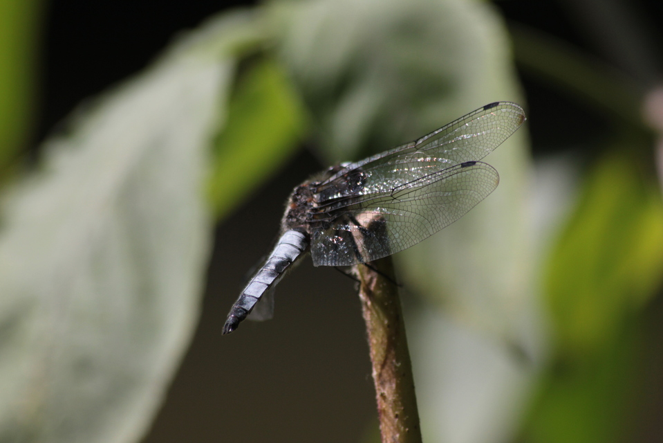 Libellula fulva - kisfoltos laposacsa