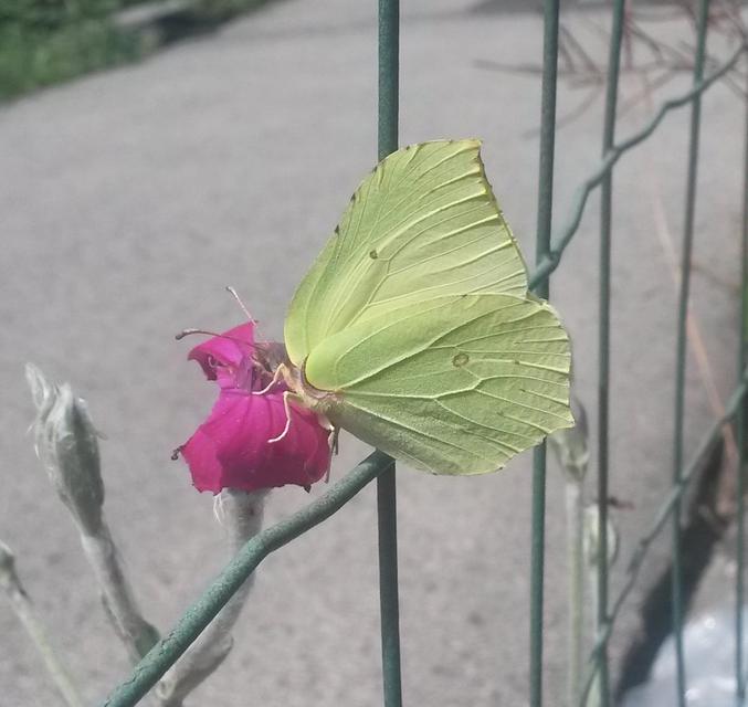 Gonepteryx rhamni - citromlepke