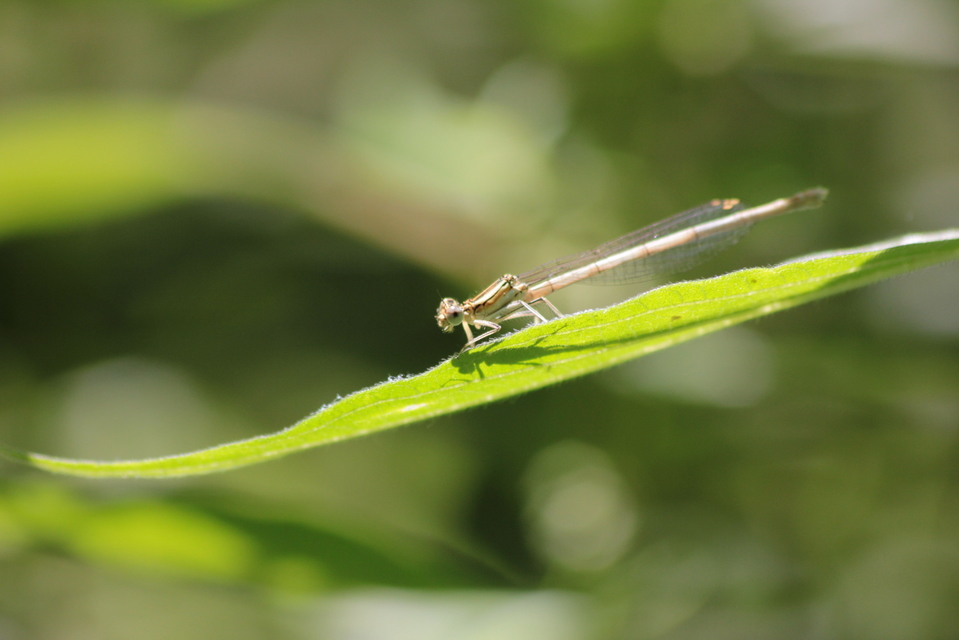 Platycnemis pennipes - széleslábú szitakötő