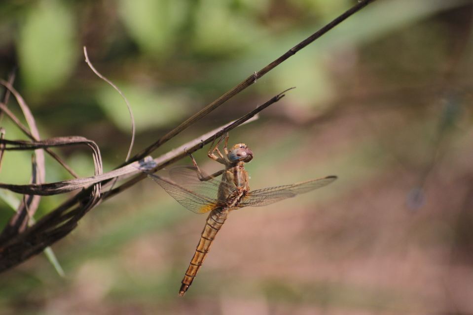 Crocothemis erythraea - skarlát szitakötő
