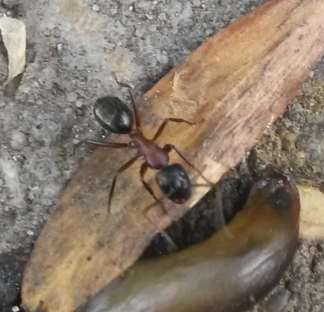 Camponotus ligniperda - faodvasító lóhangya