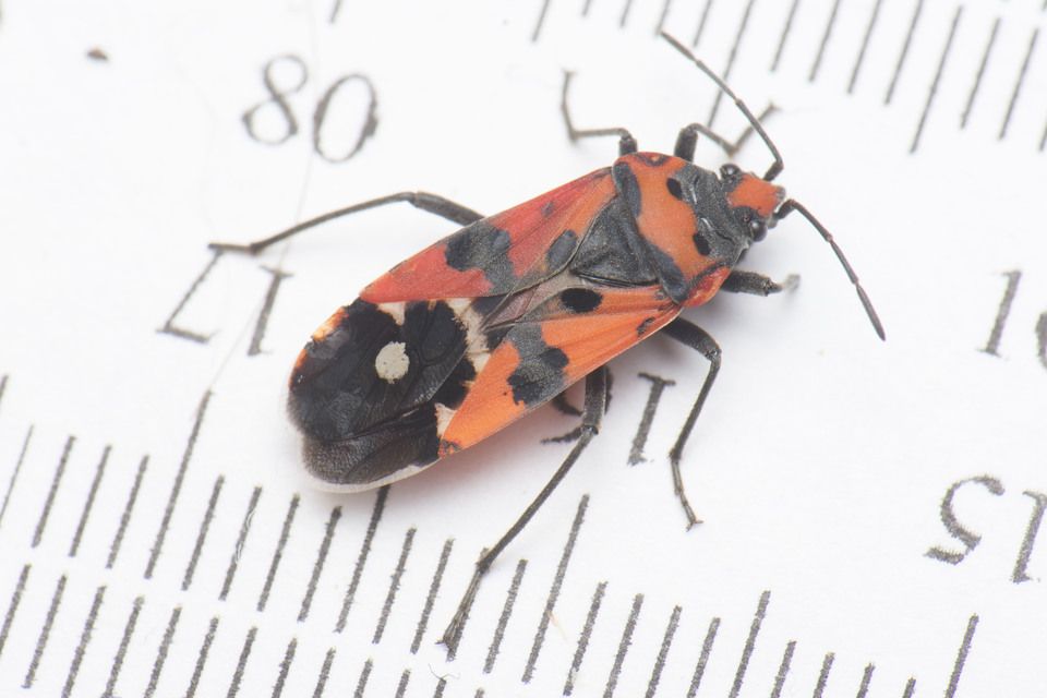 Lygaeus simulans - hamis lovagbodobács
