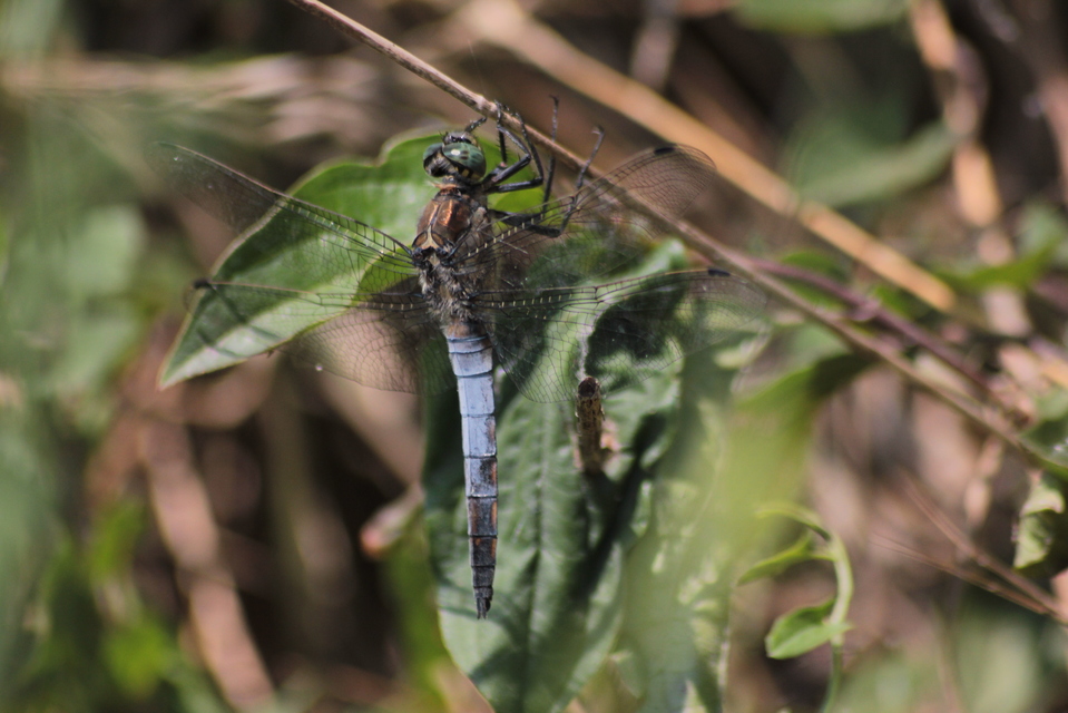 Orthetrum cancellatum - feketefarkú pásztorszitakötő