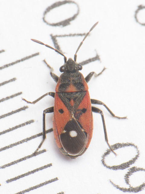 Melanocoryphus tristrami