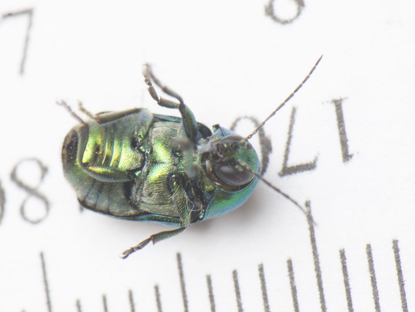 Cryptocephalus sericeus - nagy fészkesbogár