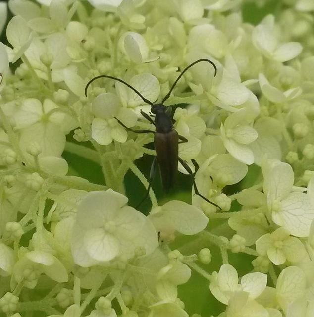 Stenurella melanura - feketevégű karcsúcincér