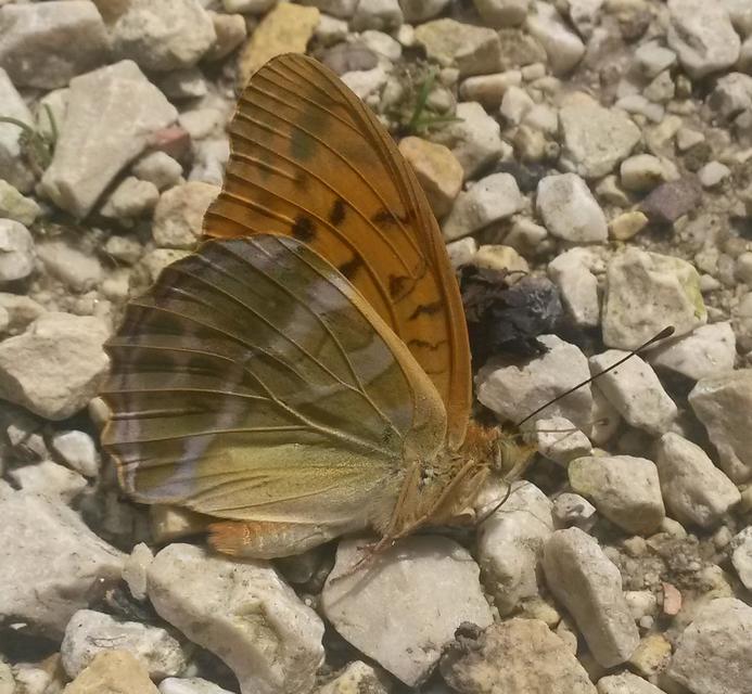 Argynnis paphia - nagy gyöngyházlepke
