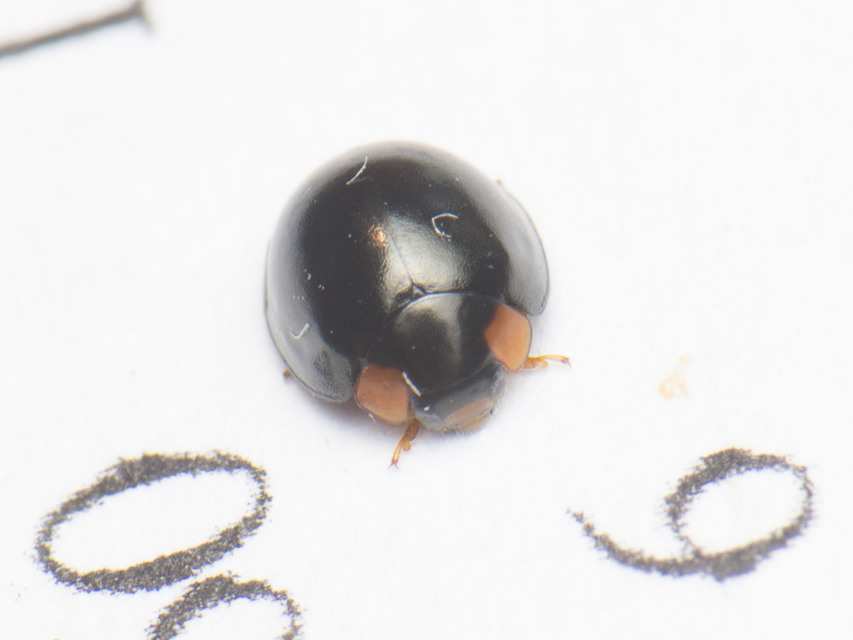Parexochomus nigromaculatus - egyszínű szerecsenkata