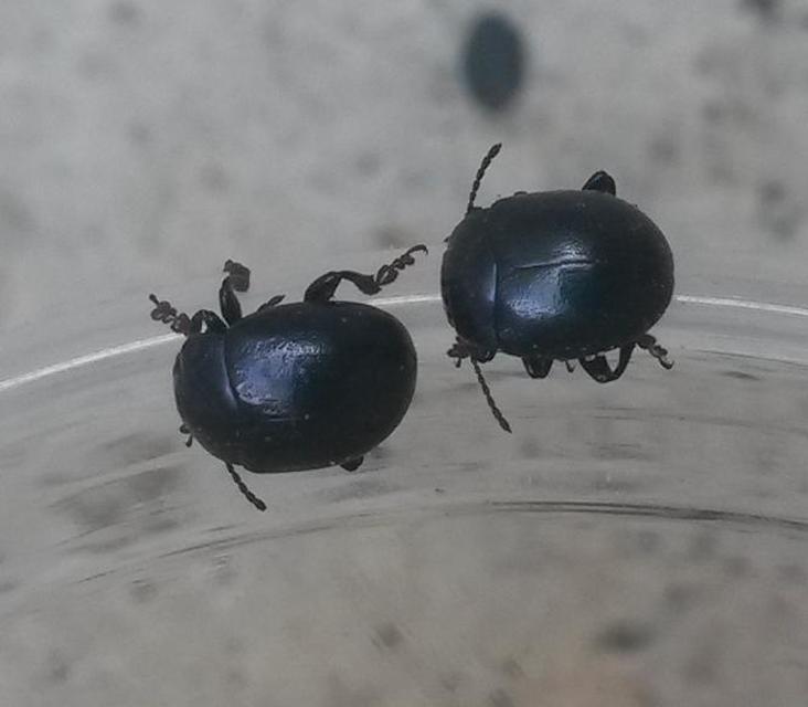 Chrysolina sturmi - vöröslábú levelész
