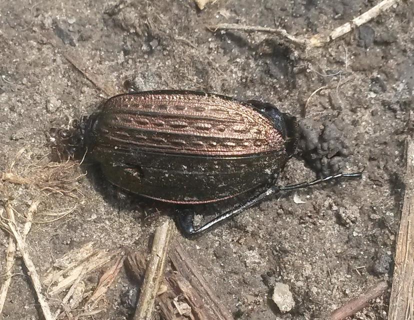 Carabus