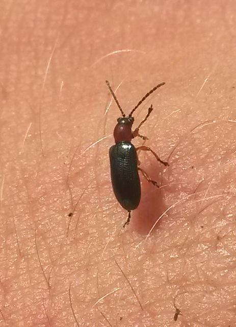 Oulema melanopus/duftschmidi