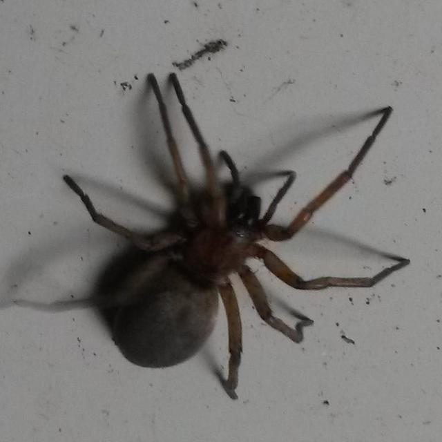 Drassodes lapidosus - barna kövipók