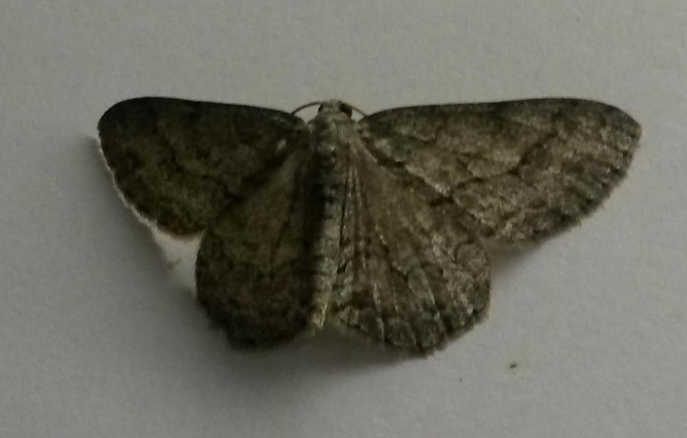 Ectropis crepuscularia - avararaszoló