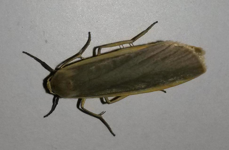 Eilema lurideola - fakó zuzmószövő