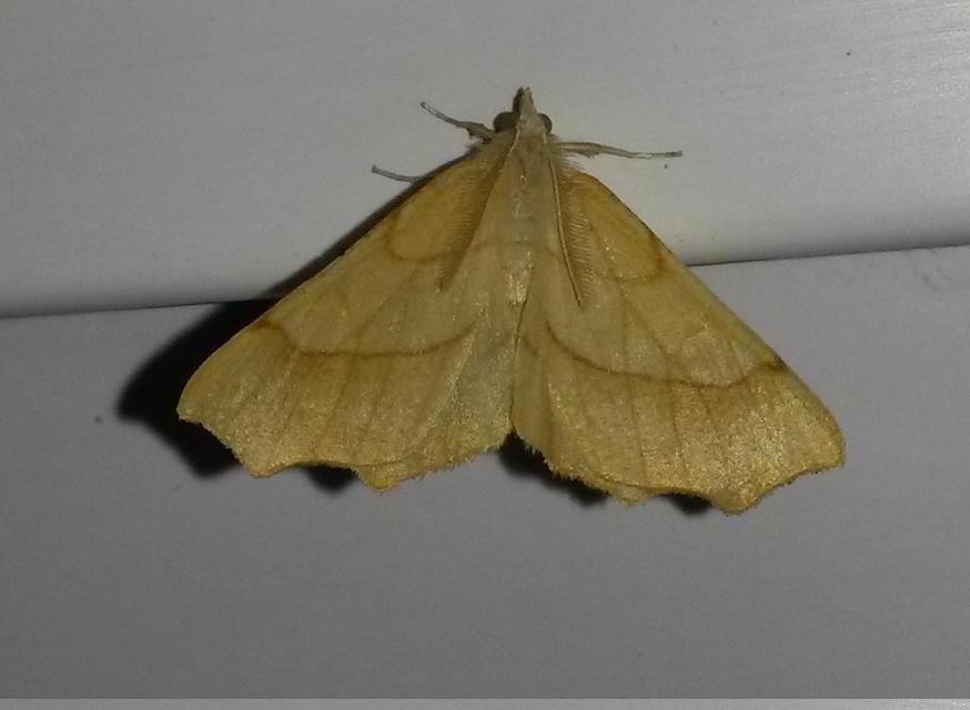 Ennomos quercinaria - tölgyfa-levélaraszoló