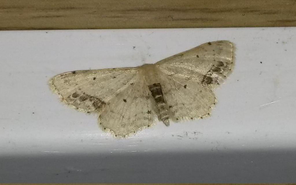 Idaea dimidiata - gyakori apróaraszoló