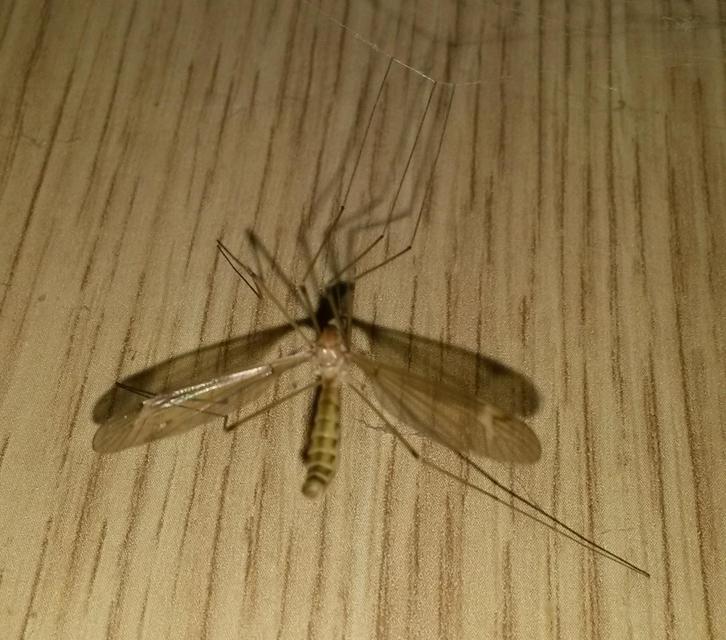 Tipula