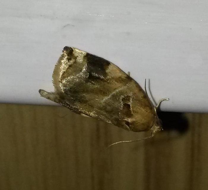 Archips