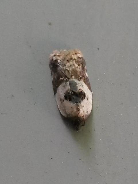 Acleris variegana - tarka levélmoly