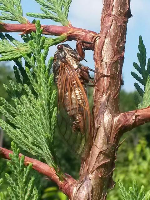 Tibicina haematodes - óriás-énekeskabóca