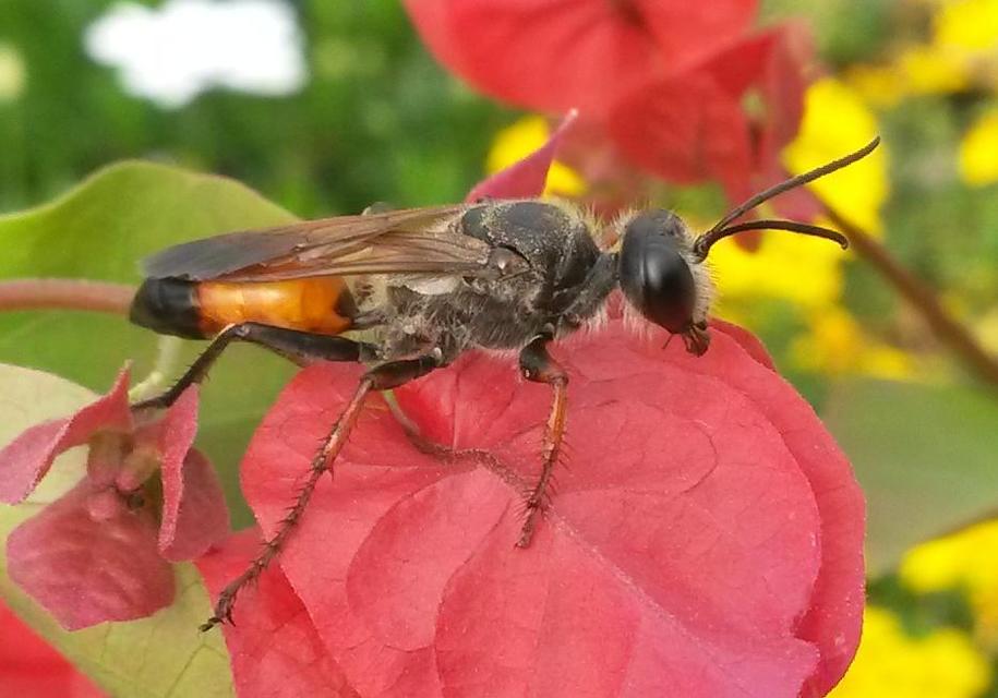Sphecidae - kaparódarazsak