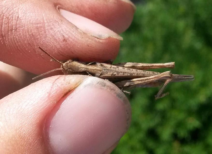 Chorthippus brunneus - közönséges tarlósáska