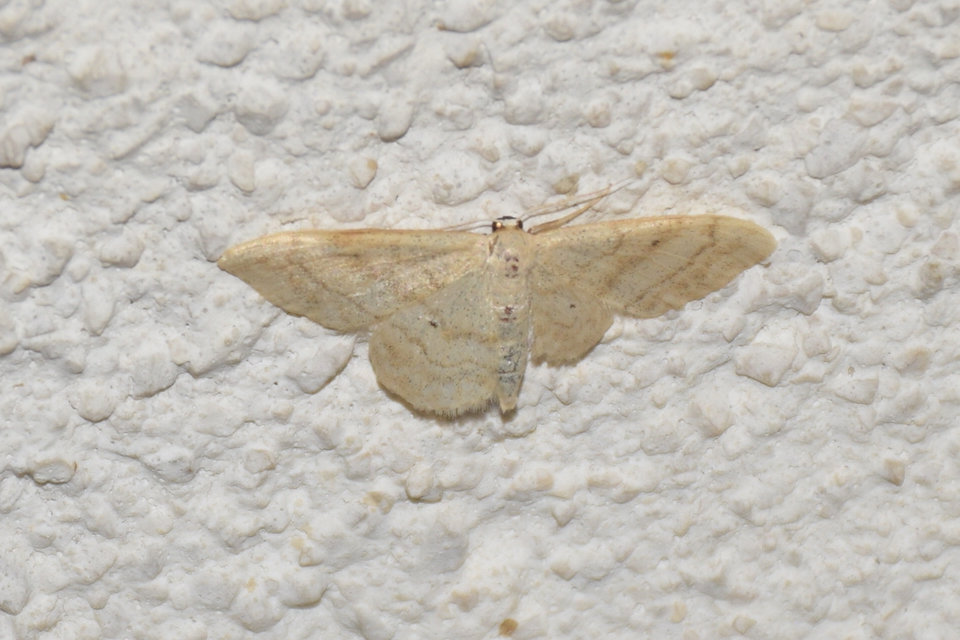 Idaea deversaria - egyszínű sávosaraszoló