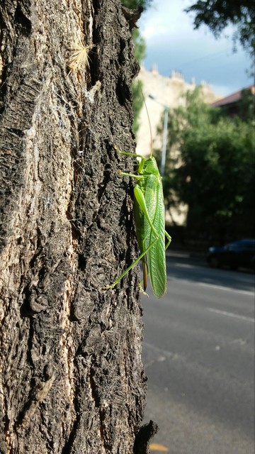 Tettigonia viridissima - zöld lombszöcske