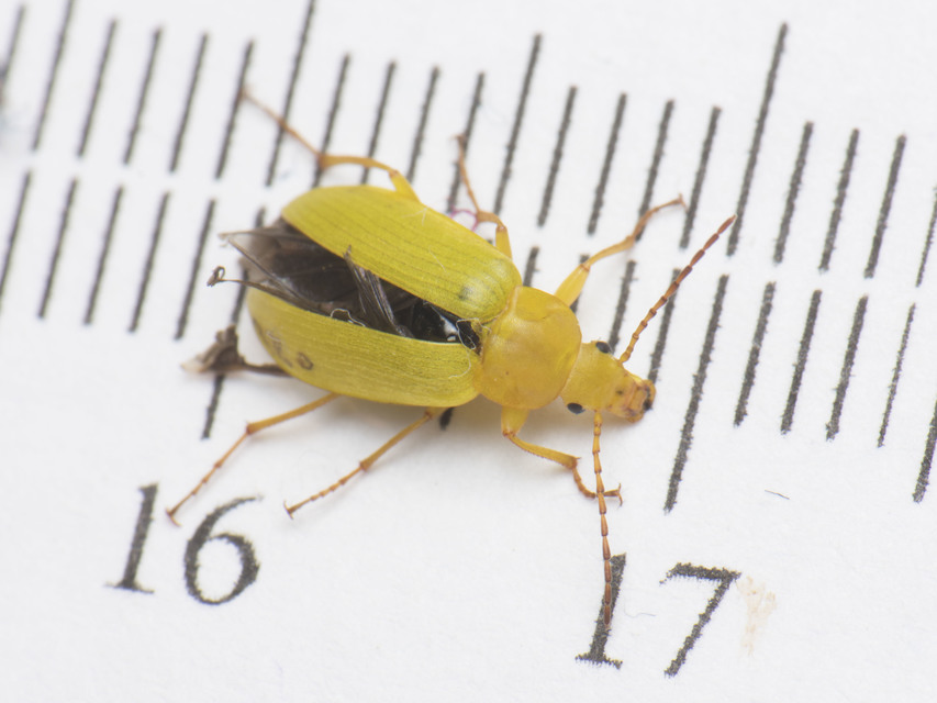 Cteniopus sulphureus - közönséges kénbogár Cteniopus sulphureus - közönséges kénbogár