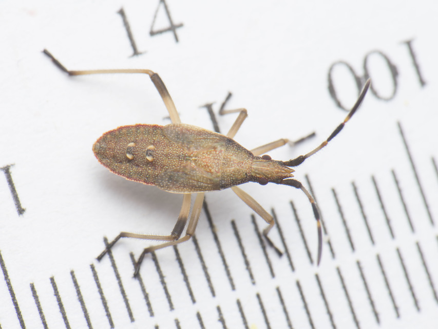Dicranocephalus