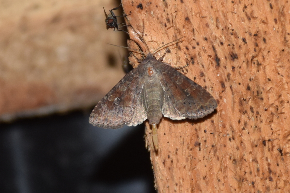 Parastichtis suspecta - sötét erdeibagoly
