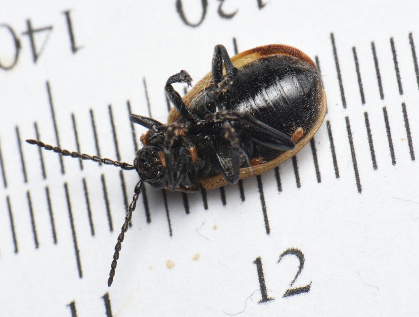 Galeruca pomonae - barna olajosbogár