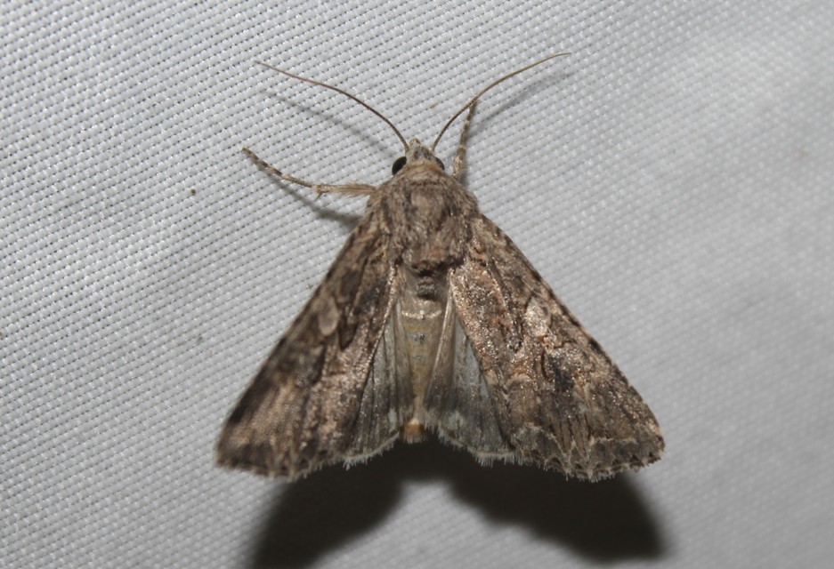 Hadula trifolii - lóherebagoly