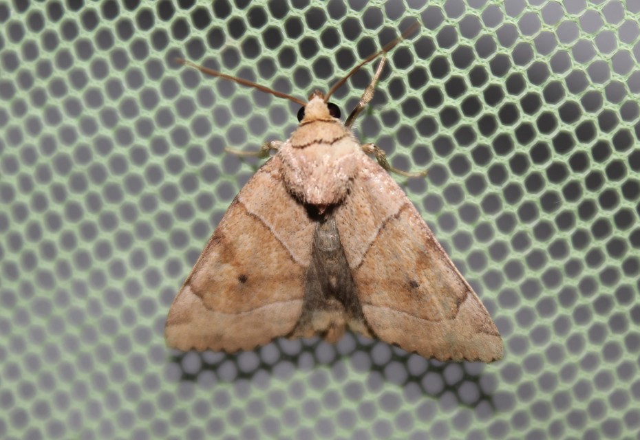 Cosmia trapezina - közönséges lombbagoly