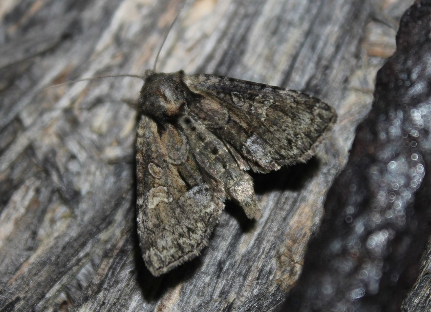 Pabulatrix pabulatricula - tölgyes-dudvabagoly