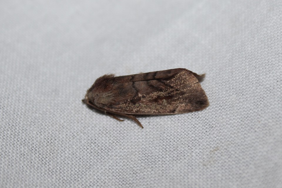 Cosmia affinis - barna lombbagoly