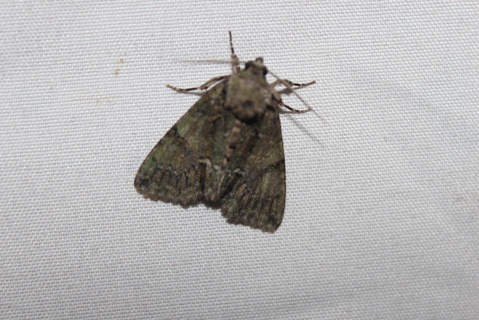 Polyphaenis sericata - selyemfényű erdeibagoly
