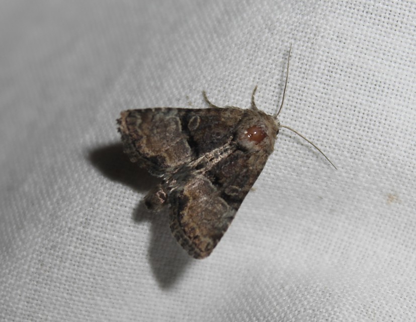 Mesoligia furuncula - kétszínű dudvabagoly