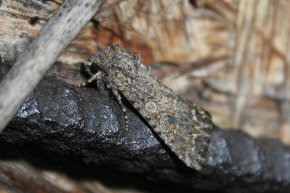 Hadula trifolii - lóherebagoly
