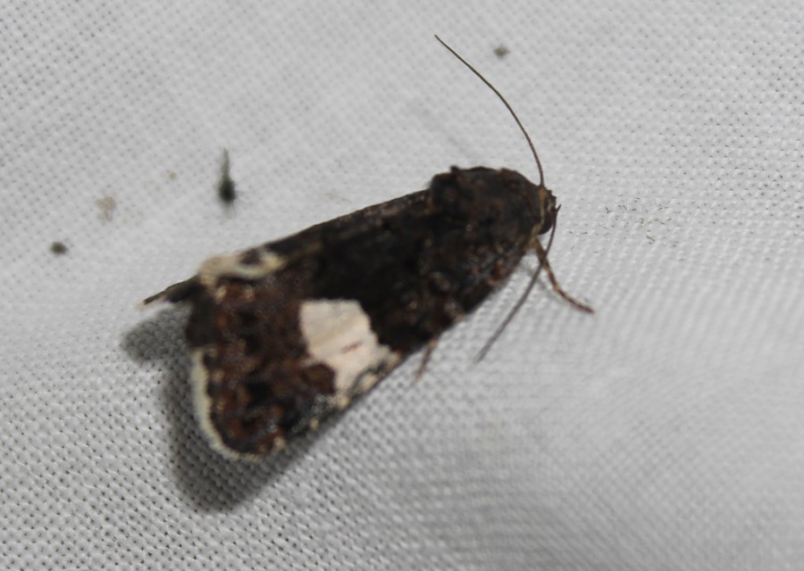 Tyta luctuosa - fekete nappalibagoly